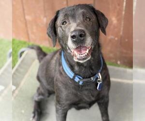 Toots - Female Labrador Retriever Dog for Adoption - Photo #3