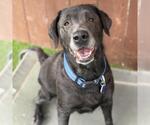 Small Photo #3 Labrador Retriever Puppy For Sale in San Diego, CA, USA
