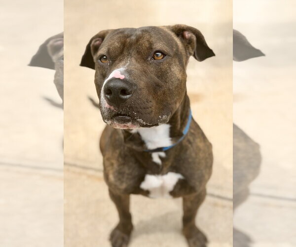 Medium Photo #1 Mutt Puppy For Sale in Manahawkin, NJ, USA