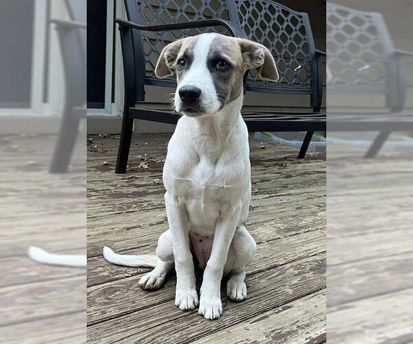 Medium Photo #4 Labrador Retriever-Unknown Mix Puppy For Sale in Genesee, WI, USA