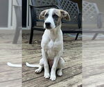 Small #3 Labrador Retriever Mix