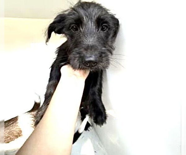 Medium Photo #1 Miniature Schnauzer-Unknown Mix Puppy For Sale in Houston, TX, USA