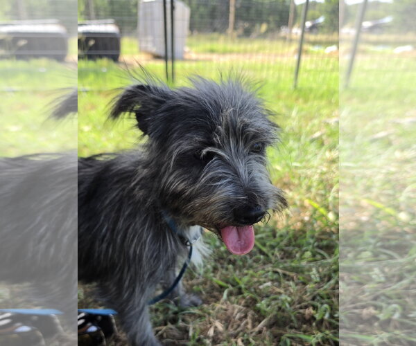 Medium Photo #1 Cairn Terrier-Unknown Mix Puppy For Sale in Pipe Creek, TX, USA