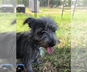 Cairn Terrier-Unknown Mix Dogs for adoption in Pipe Creek, TX, USA