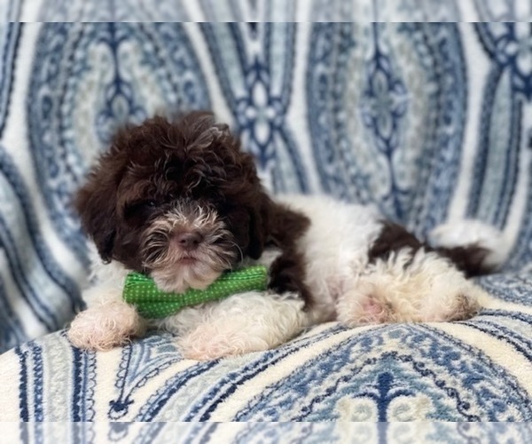 Medium Photo #10 ShihPoo Puppy For Sale in LAKELAND, FL, USA