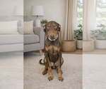 Small Photo #9 Doberman Pinscher-Unknown Mix Puppy For Sale in San Diego, CA, USA