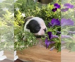 Small #3 Boston Terrier
