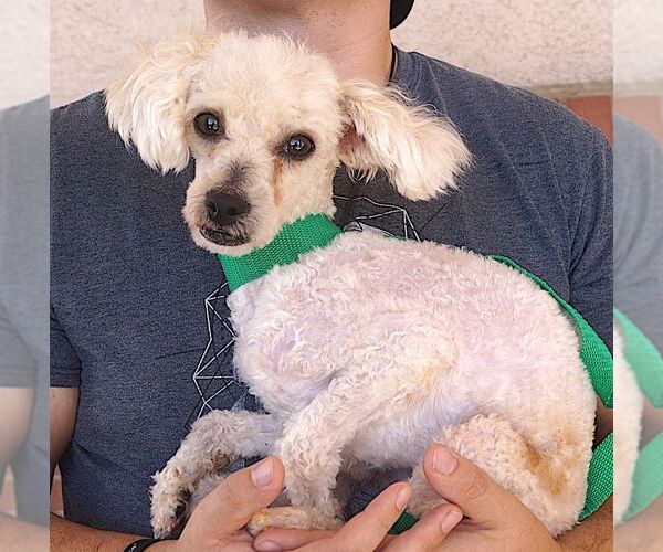 Medium Photo #2 Poodle (Toy) Puppy For Sale in Carrollton, TX, USA