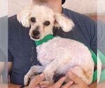 Small #1 Poodle (Toy)