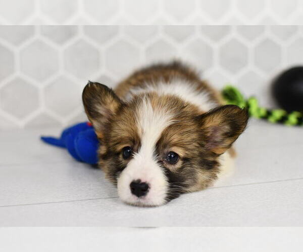 Medium Photo #8 Pembroke Welsh Corgi Puppy For Sale in MIDDLEBURY, IN, USA