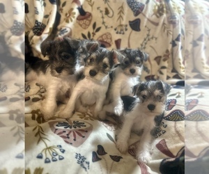 Schnauzer (Miniature) Puppy for sale in BAINBRIDGE, GA, USA