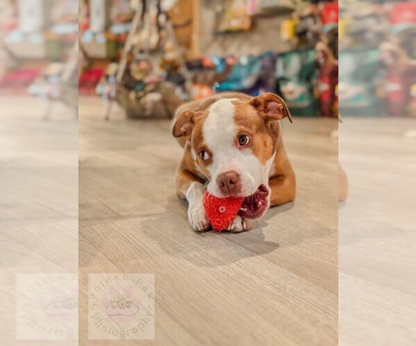 Medium Photo #7 Mutt Puppy For Sale in Chester, NJ, USA