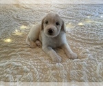 Small Photo #2 Bordoodle Puppy For Sale in HILLSBORO, WI, USA