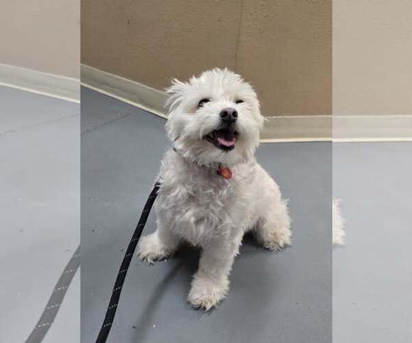 Medium Photo #3 Maltipoo (Miniature) Puppy For Sale in Modesto, CA, USA