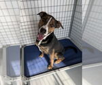 Small Doberman Pinscher Mix