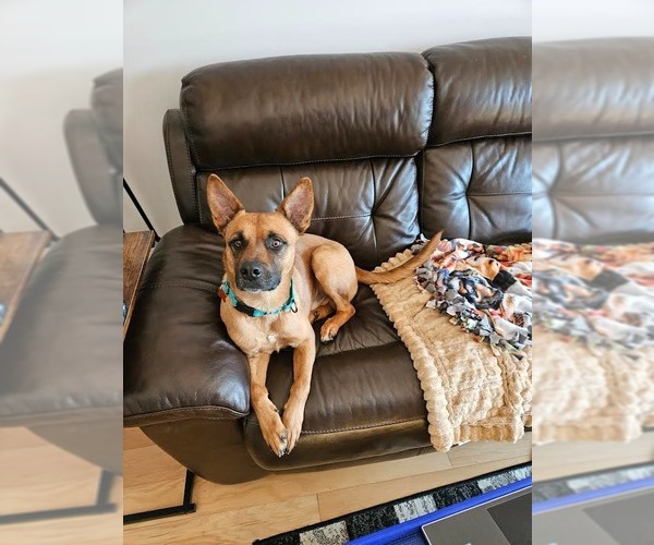 Medium Photo #12 German Shepherd Dog-Unknown Mix Puppy For Sale in Minneapolis, MN, USA