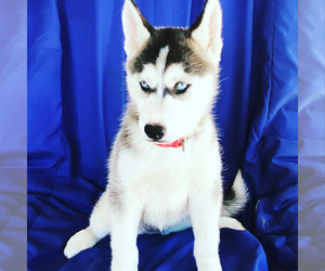 Siberian Husky Puppy for sale in VALENCIA, CA, USA