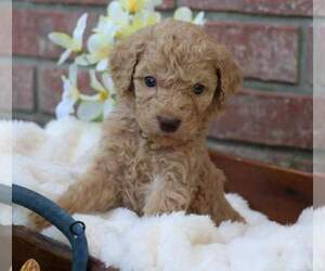 Goldendoodle Puppy for sale in FAIR GROVE, MO, USA