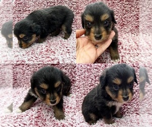 Miniature Australian Shepherd Puppy for sale in BROOKER, FL, USA
