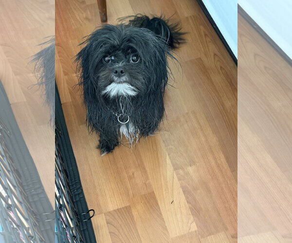 Medium Photo #8 Shih Tzu-Unknown Mix Puppy For Sale in Valrico, FL, USA