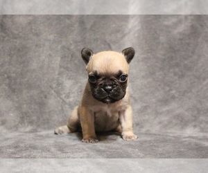 French Bulldog Puppy for Sale in OSAGE BEACH, Missouri USA