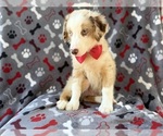 Small #3 Miniature Australian Shepherd