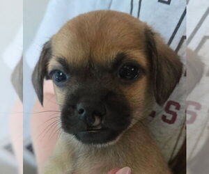Mutt Dogs for adoption in St. Augustine, FL, USA