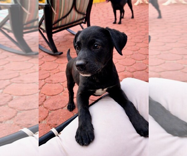 Medium Photo #2 Mutt Puppy For Sale in Winter Park, CO, USA
