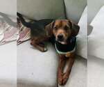 Small #6 Beagle Mix