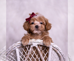 Puppy Erinn Maltipoo (Miniature)
