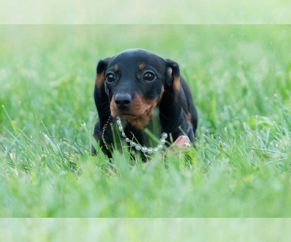 Medium Photo #6 Dachshund Puppy For Sale in WARSAW, IN, USA