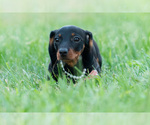 Small Photo #6 Dachshund Puppy For Sale in WARSAW, IN, USA