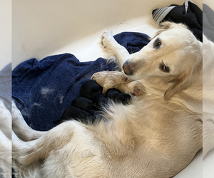 Medium Golden Retriever