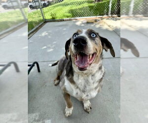 Basset Hound-Unknown Mix Dogs for adoption in Olathe, KS, USA