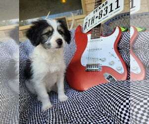 Australian Shepherd-Maltese Mix Dogs for adoption in Grafton, WI, USA