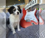 Small Australian Shepherd-Maltese Mix