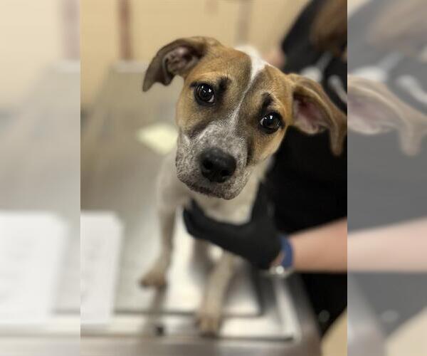 Medium Photo #1 Beagle-Unknown Mix Puppy For Sale in Center Township, PA, USA