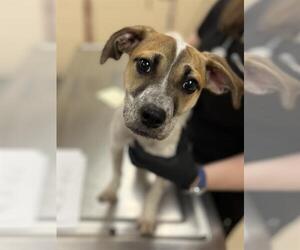 Beagle-Unknown Mix Dogs for adoption in Center Township, PA, USA