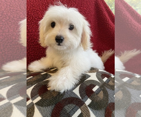 Medium Photo #6 Maltese-Poodle (Toy) Mix Puppy For Sale in RICHMOND, IL, USA