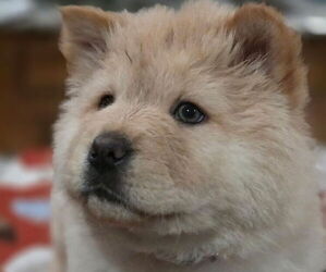 Chow Chow Puppy for sale in RED OAK, TX, USA