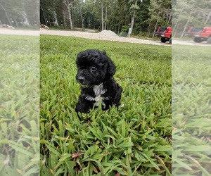 Pembroke Welsh Corgi-Poodle (Toy) Mix Puppy for sale in LEBANON, MO, USA