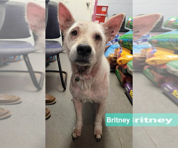 Medium Photo #2 Mutt Puppy For Sale in Richmond, IN, USA