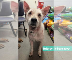 Britney - Female Mutt Dog for Adoption - Photo #2