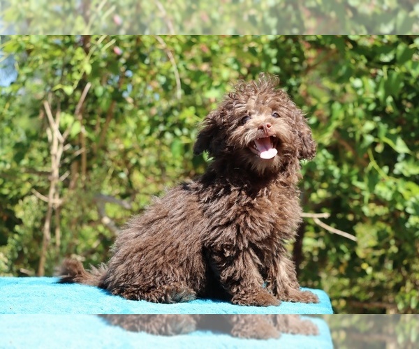 Medium Photo #8 ShihPoo Puppy For Sale in DYERSBURG, TN, USA