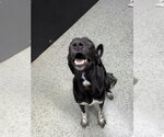Small #3 Labrador Retriever