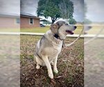 Small Photo #9 Siberian Husky Puppy For Sale in Pleasanton, TX, USA