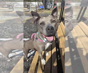 American Pit Bull Terrier-Unknown Mix Dogs for adoption in Rockaway, NJ, USA