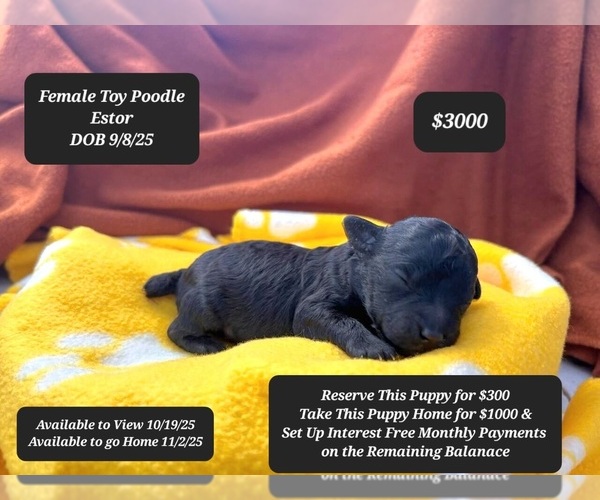 Medium Photo #1 Poodle (Toy) Puppy For Sale in TUCSON, AZ, USA