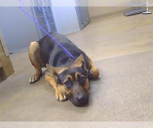 German Shepherd Dog-Unknown Mix Dogs for adoption in Sacramento, CA, USA