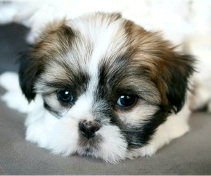 Shih Tzu Puppy for sale in OXNARD, CA, USA